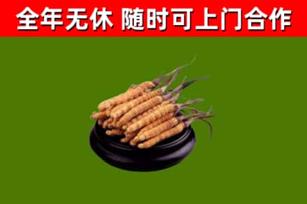 万荣烟酒回收冬虫夏草.jpg