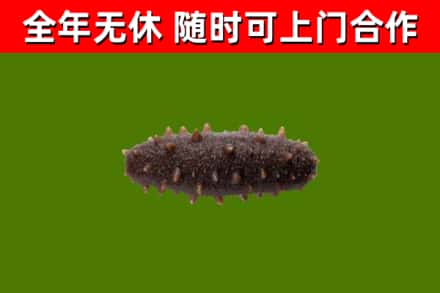 万荣回收海参干